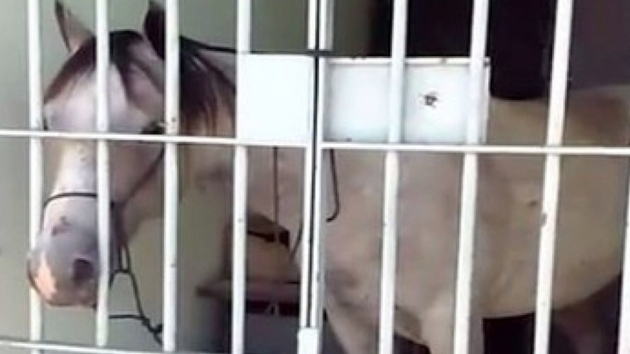 Que onda! Cavalo é ‘preso’ pela polícia e passa noite na delegacia após dar coice em veículo