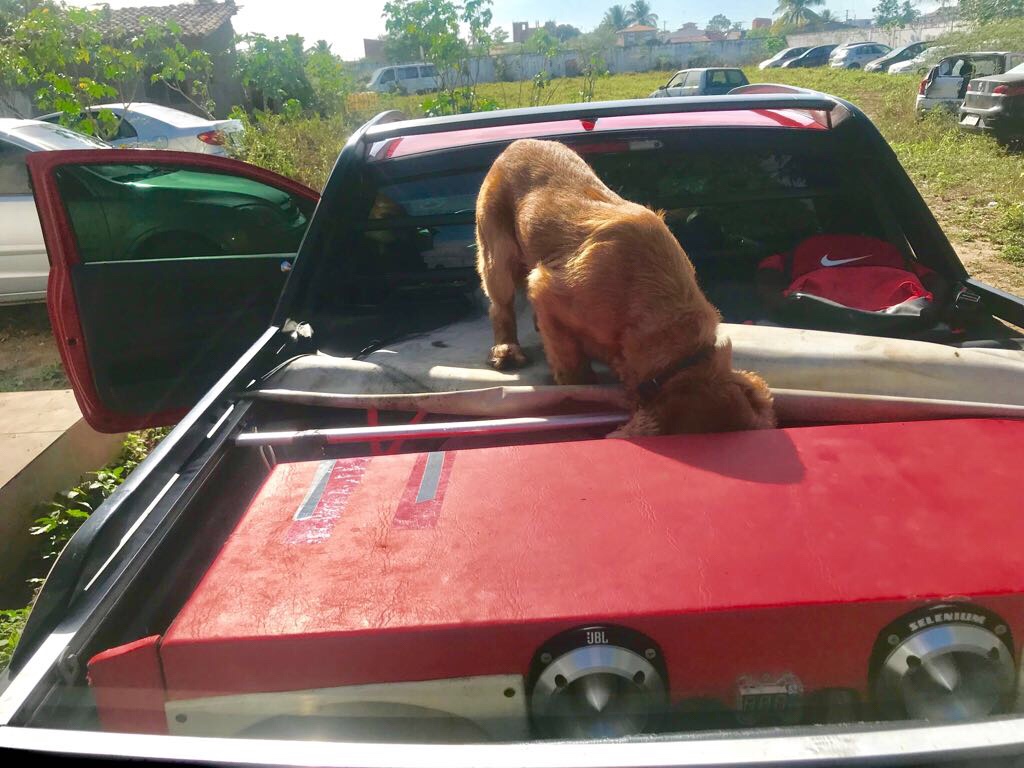 Cães farejadores da COE encontram drogas dentro de restaurante